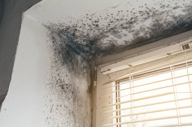 Affordable Commercial Mold Remediation solutions in Belvidere, NC